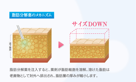 脂肪分解薬のメカニズム